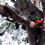 Madu Hutan Murni Platinum 500 Gram